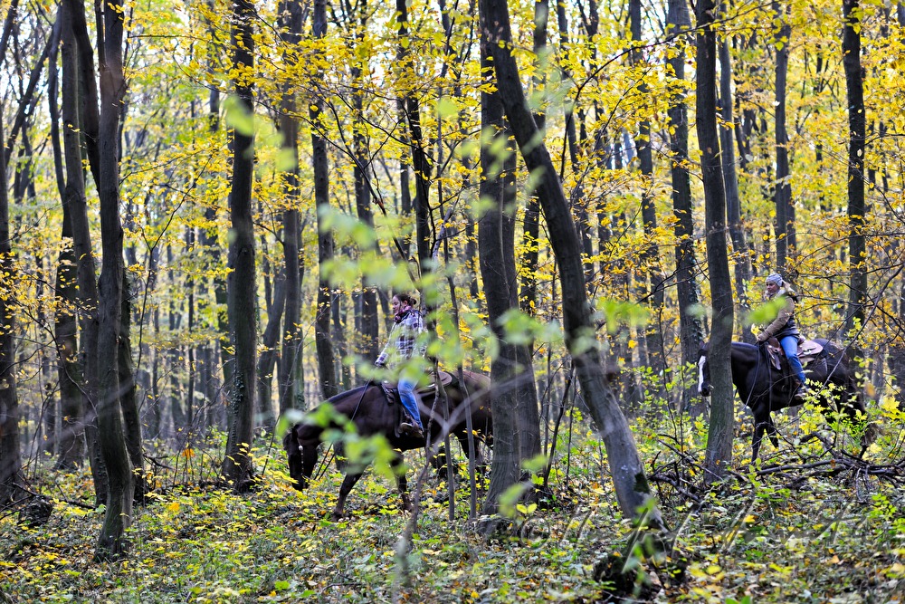 Reiterinnen im Herbstwald