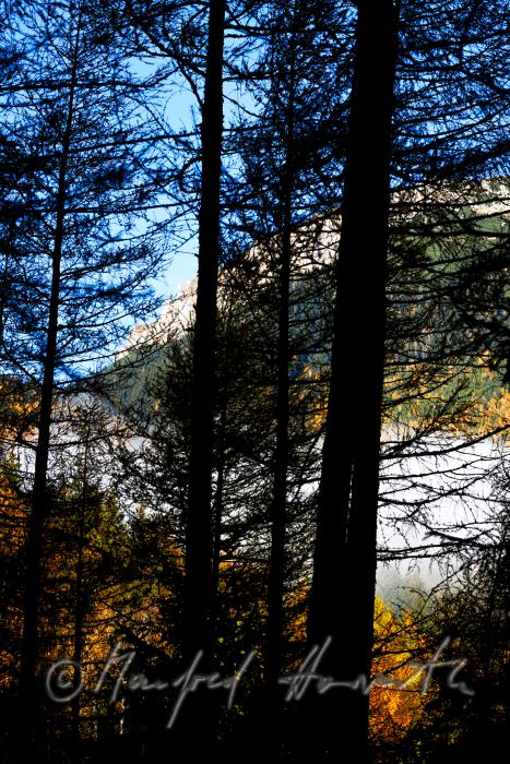 Lärchen und Morgendunst am Preiner Gscheid