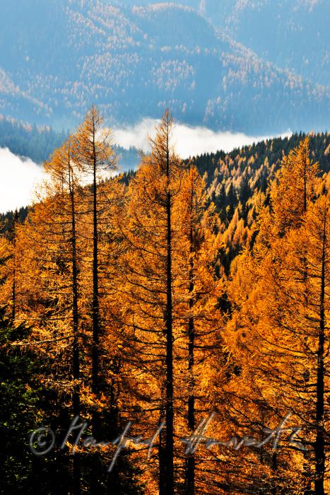 Lärchen und Morgendunst am Preiner Gscheid
