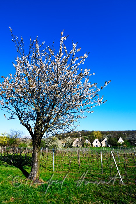 blühender Kirschbaum im Weingarten