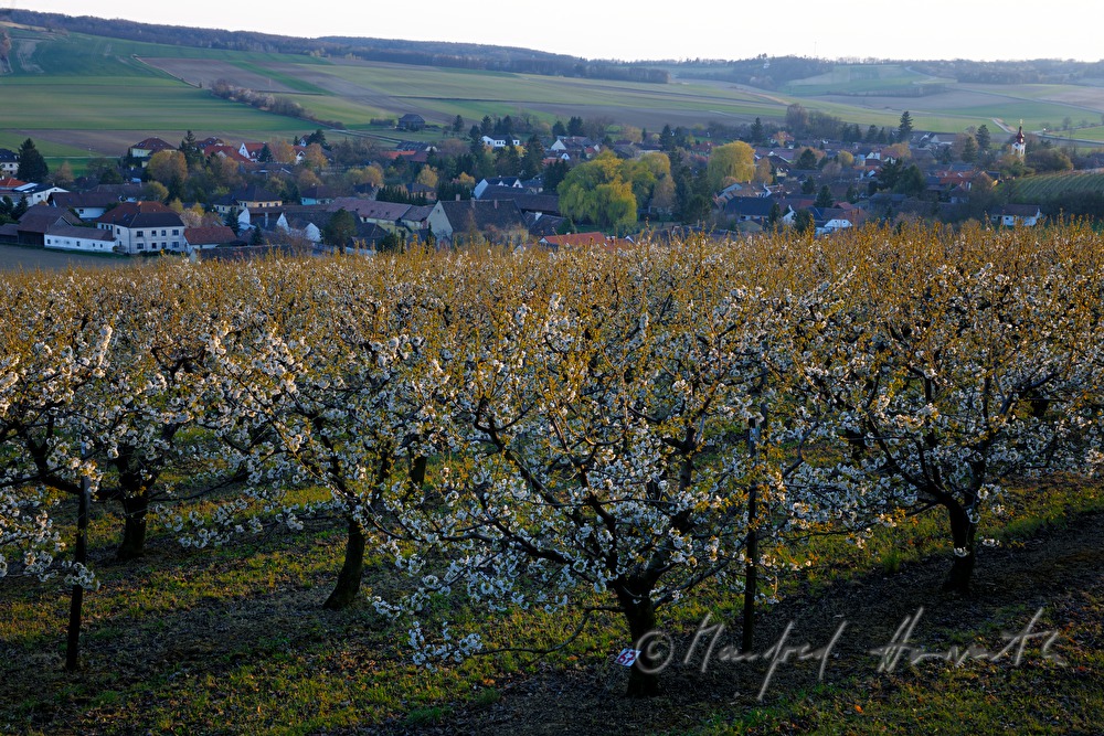 blühende Kirschbäume im Frühling
