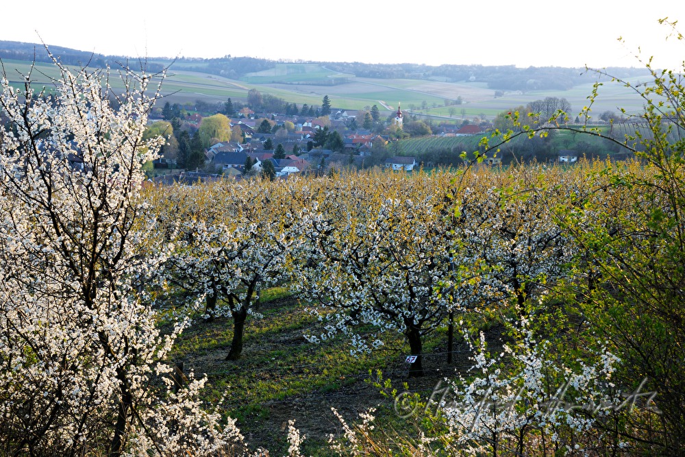 blühende Kirschbäume im Frühling