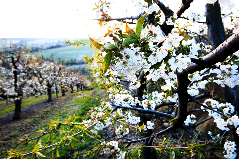 blühende Kirschbäume im Frühling