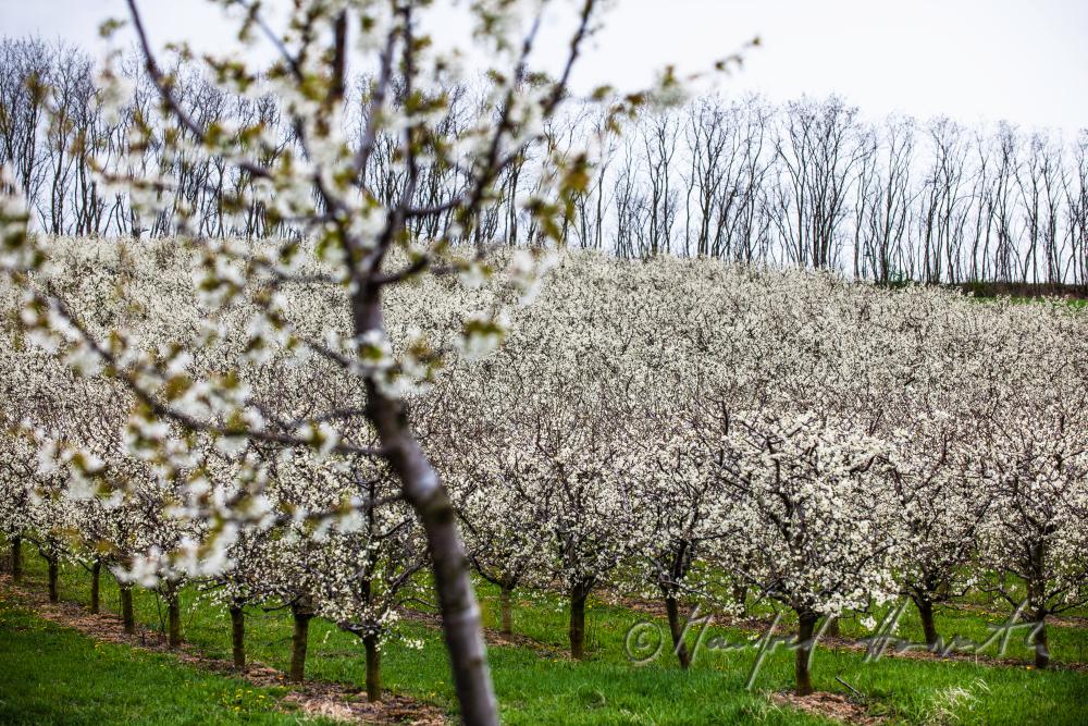 Schneiden der blühenden Zwetschkenbäume im Frühling