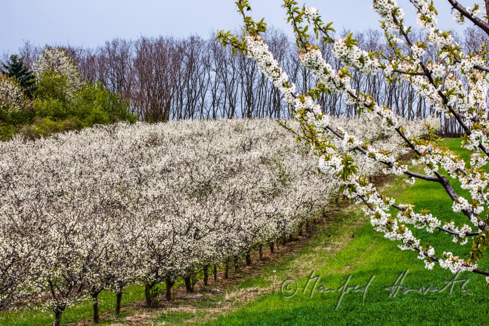 Schneiden der blühenden Zwetschkenbäume im Frühling