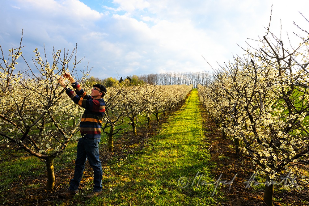 Schneiden der blühenden Zwetschkenbäume im Frühling