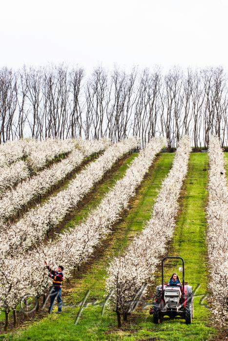 Schneiden der blühenden Zwetschkenbäume im Frühling