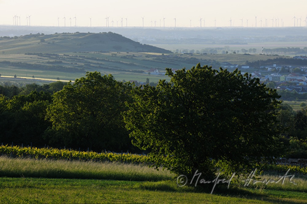 Blick vom Leithagebirge auf den Hackelsberg