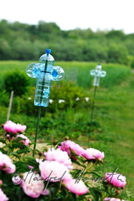 Garten-Verzierung aus Plastikflaschen und Pfingstrosen