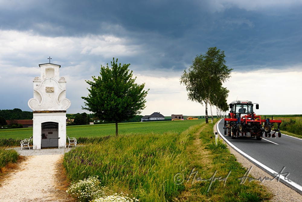 Apollonia Kapelle und blühende Margeriten