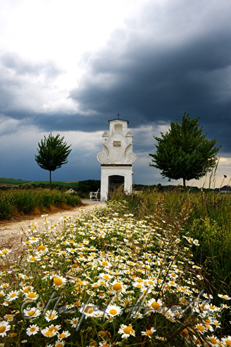 Apollonia Kapelle und blühende Margeriten
