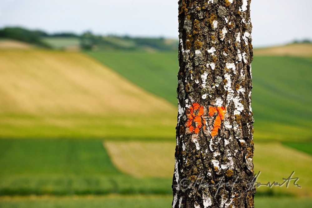 rollende Landschaft und Baum mit Markierung