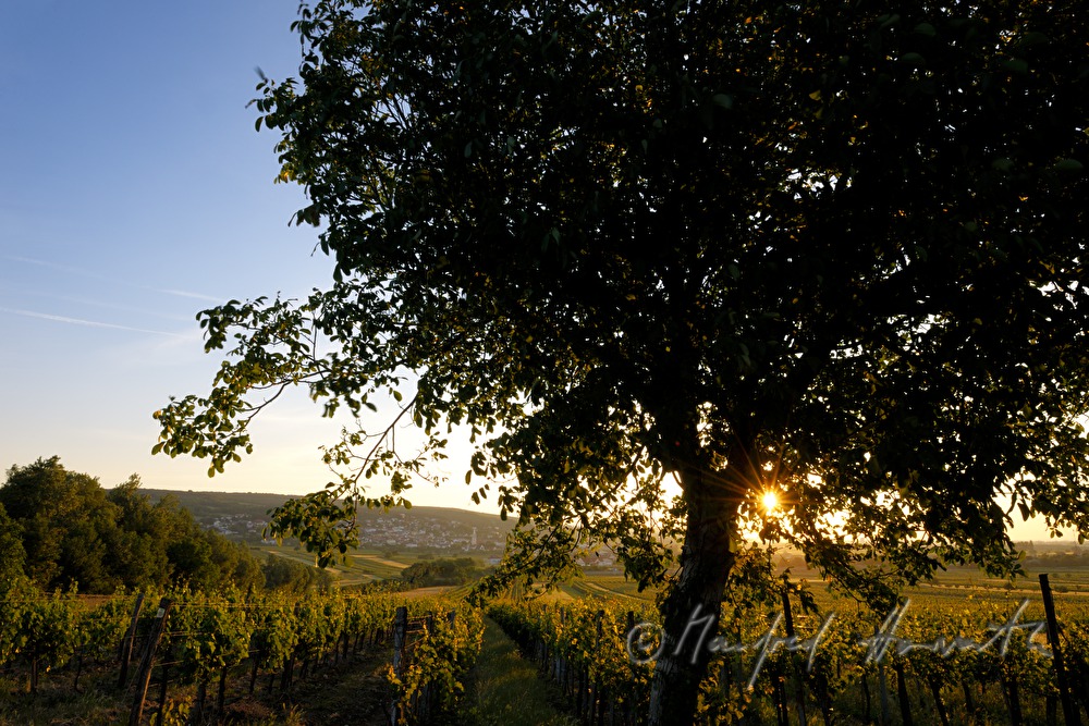Blick vom Föllig über die Weinberge auf den Ort