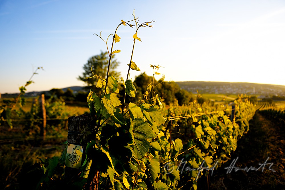 Blick vom Föllig über die Weinberge auf den Ort