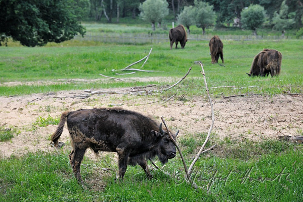 Wisente (Europäischer Bison) im Naturpark 