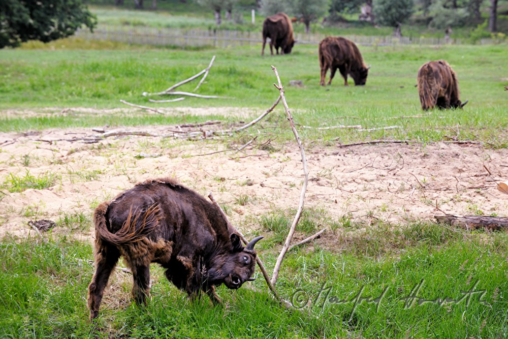 Wisente (Europäischer Bison) im Naturpark 