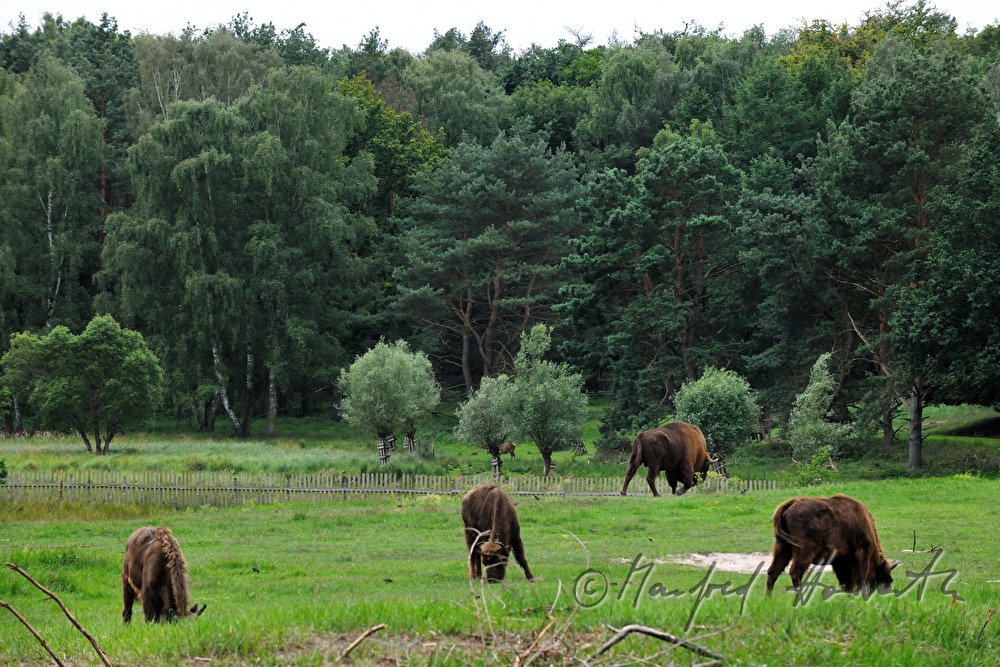 Wisente (Europäischer Bison) im Naturpark 