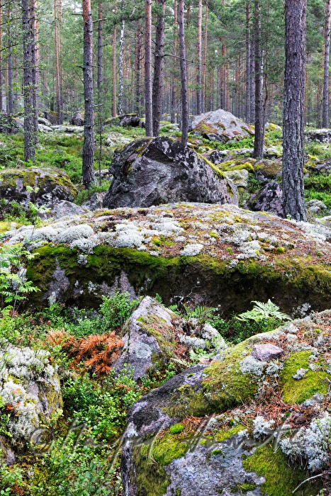 moos- und flechtenbewachsene Granitfindlinge