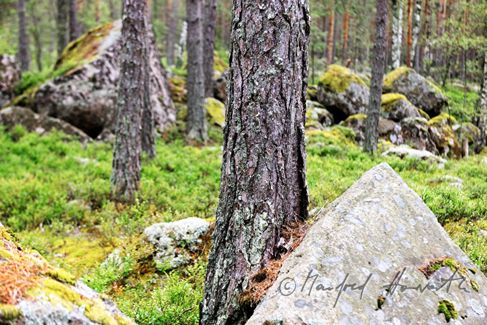 moos- und flechtenbewachsene Granitfindlinge