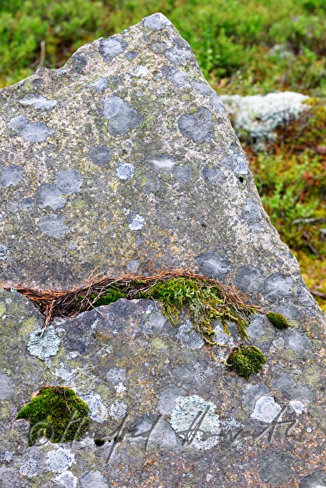 moos- und flechtenbewachsene Granitfindlinge