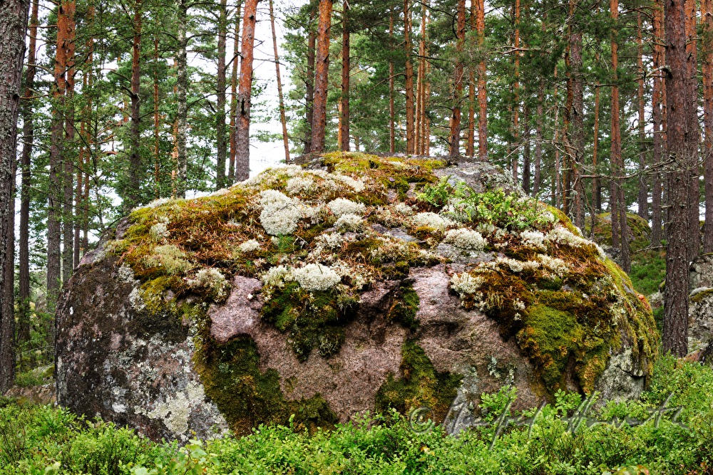 moos- und flechtenbewachsene Granitfindlinge