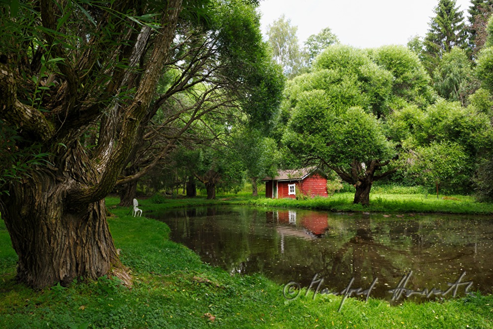 rotes Blockhaus am See und kugelig geschnittene Weiden