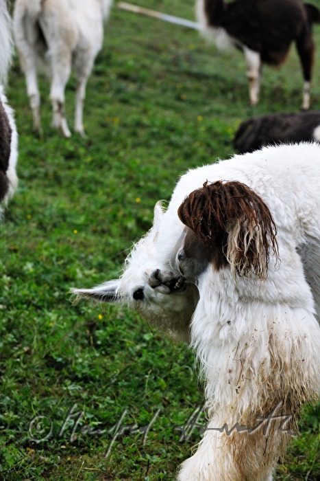 Lama bei der Fellpflege