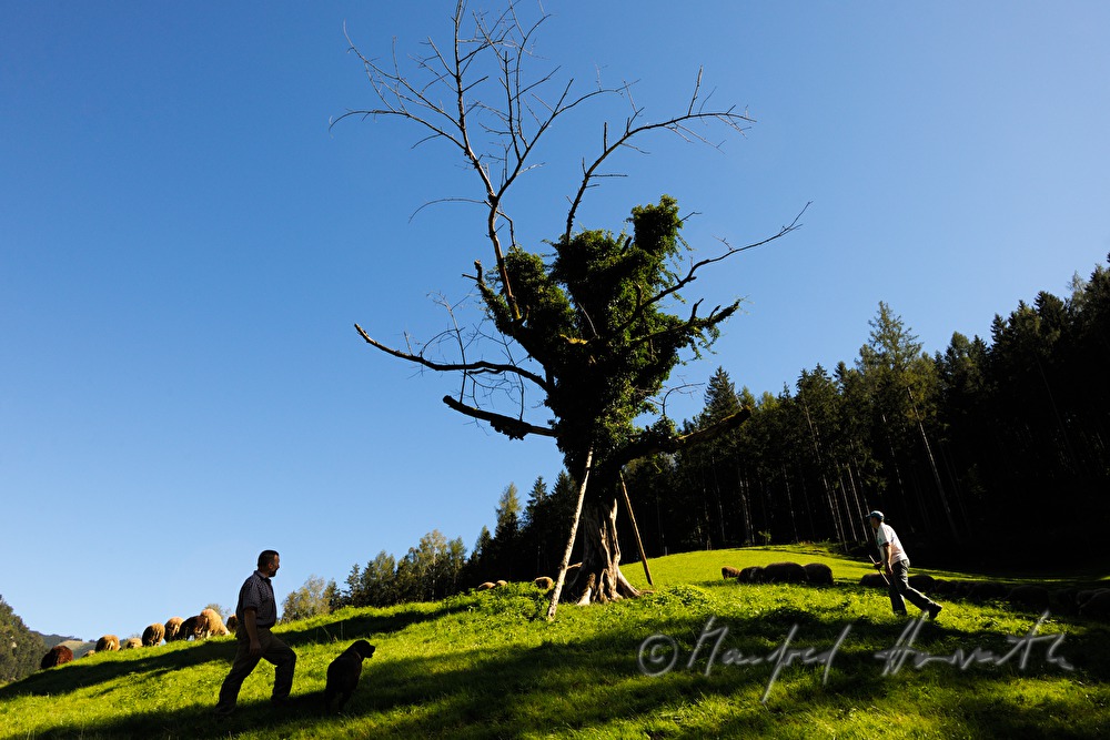 Schafhirte mit seinen Schafen auf der Weide