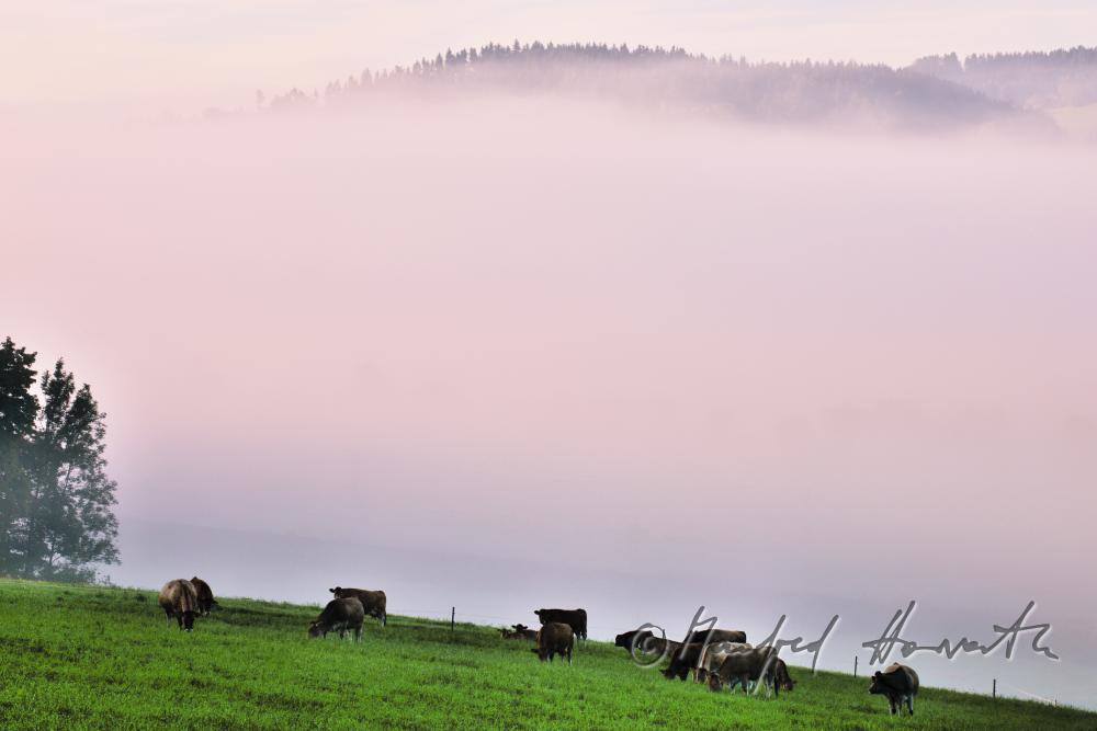 Kühe weiden im Morgennebel auf einer Wiese