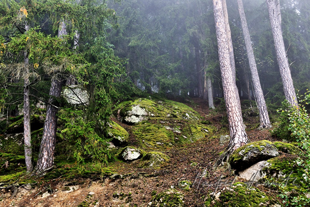 Föhren im Mischwald mit Nebel und Findlingen