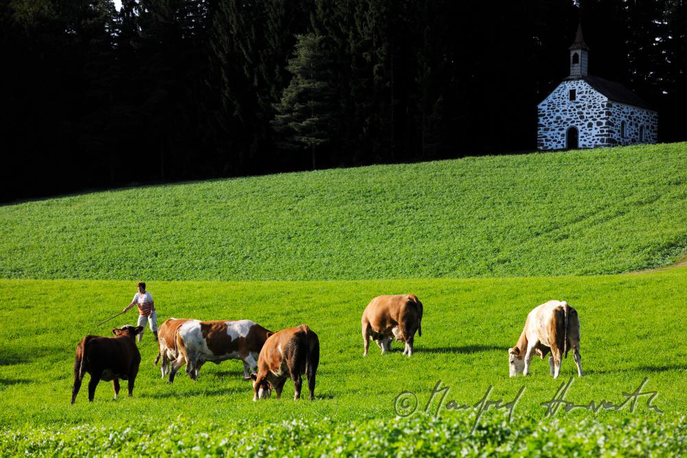 Kuhherde und Hirtin bei der Kapelle