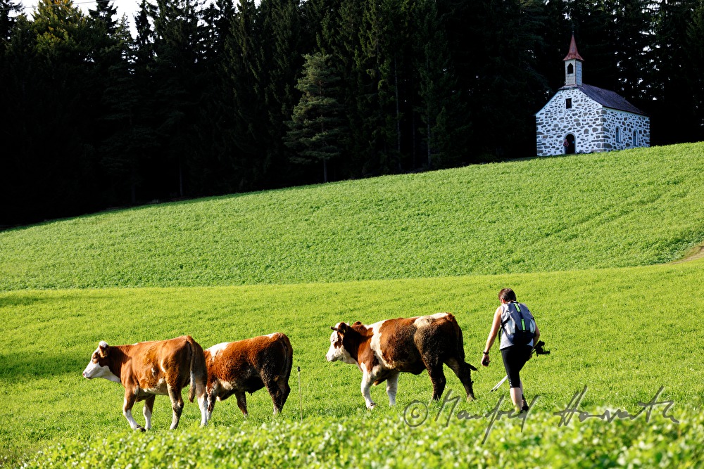 Kuhhierde und Wandererin bei der Kapelle