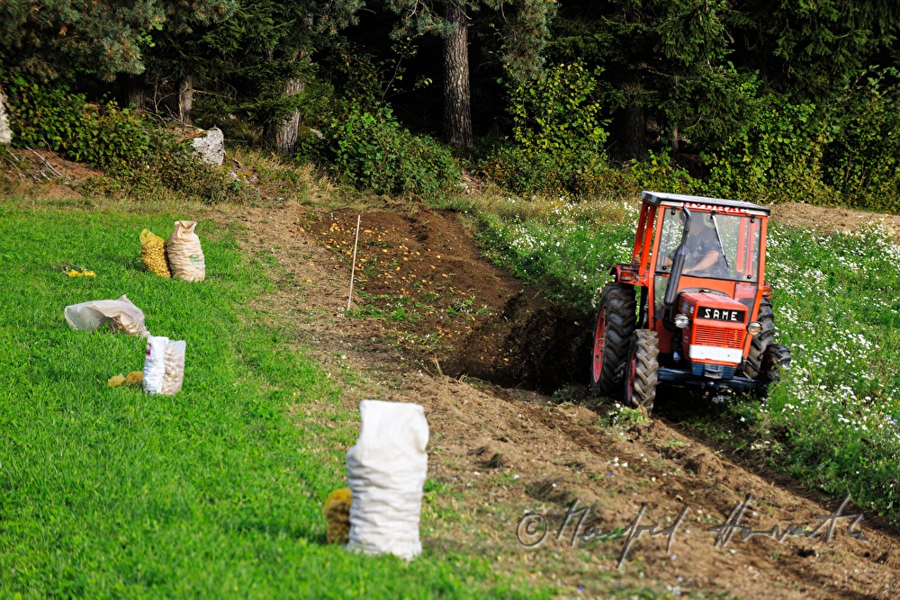 Traktor im Kartoffelfeld hebt die Knollen aus