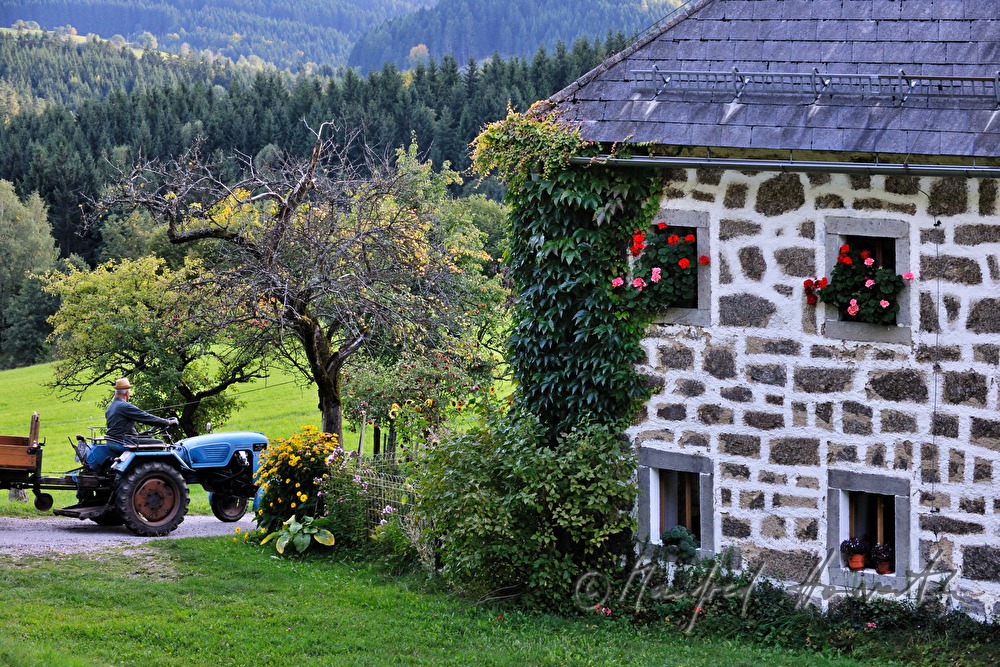 Kuhhierde und Wandererin bei der Kapelle