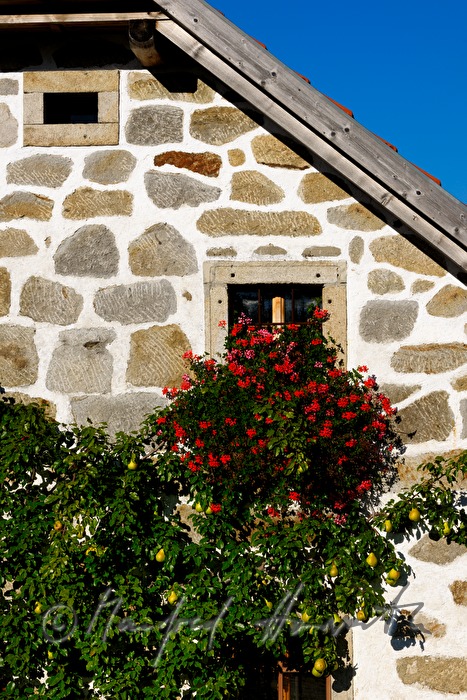 Bauernhaus in Steinblass-Bauweise und Birnbaum
