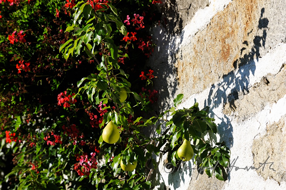 Bauernhaus in Steinblass-Bauweise und Birnbaum