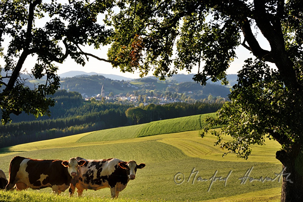 Kühe auf der Weide unter einem Birnenbaum