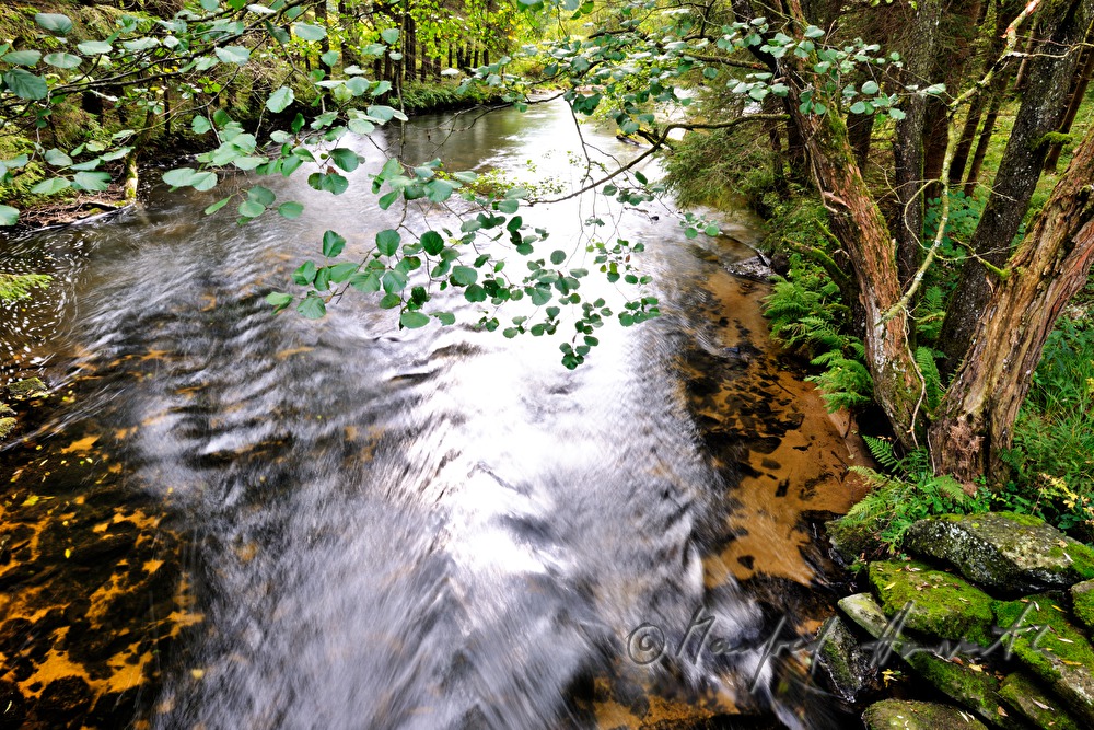 Ast ragt in das Flussbett