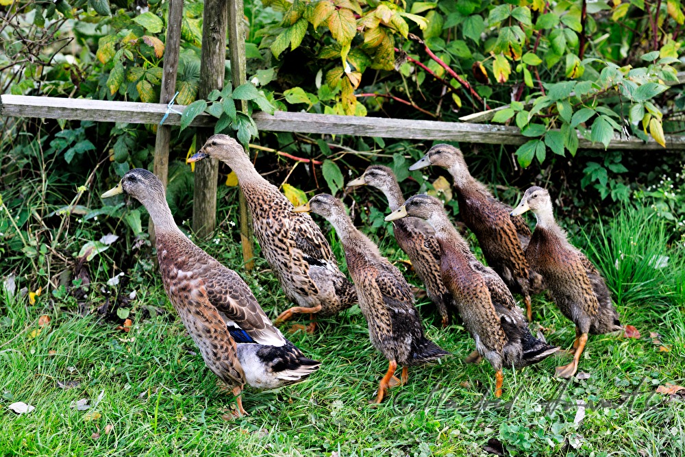 indische Laufenten im Gemüsegarten eines Hofes