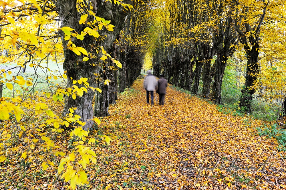Hainbuchen-Allee aus dem Jahr 1695