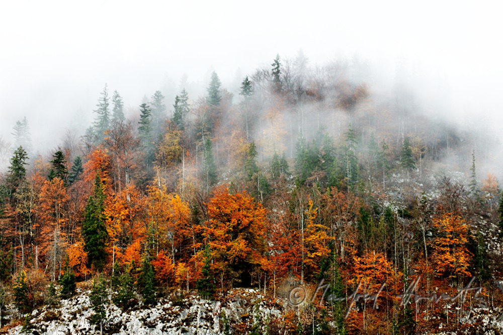Nebel über dem Mischwald am Ufer des Grundlsee