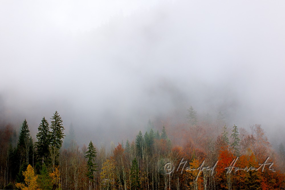 Nebel über dem Mischwald am Ufer des Grundlsee