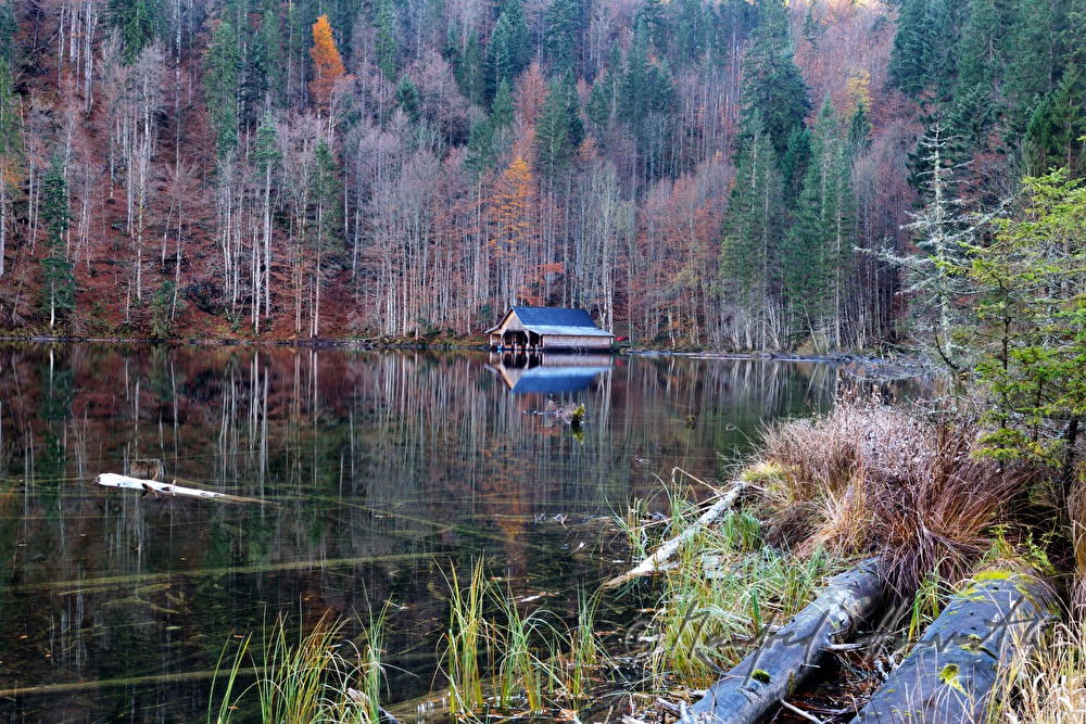 Mischwald und Bootshaus am Ufer