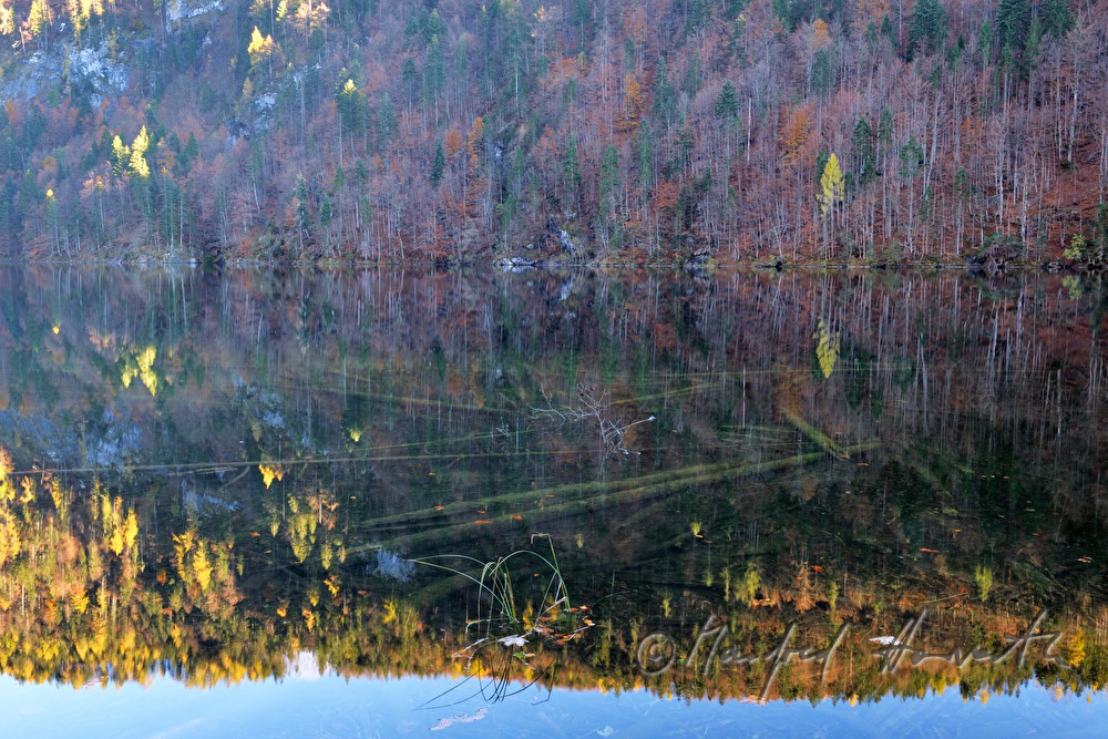 versunkene Baumstämme im seichten Wasser