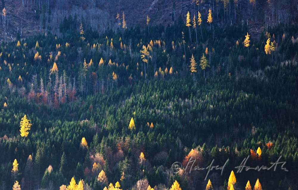 Lärchenwald in Herbstfarben