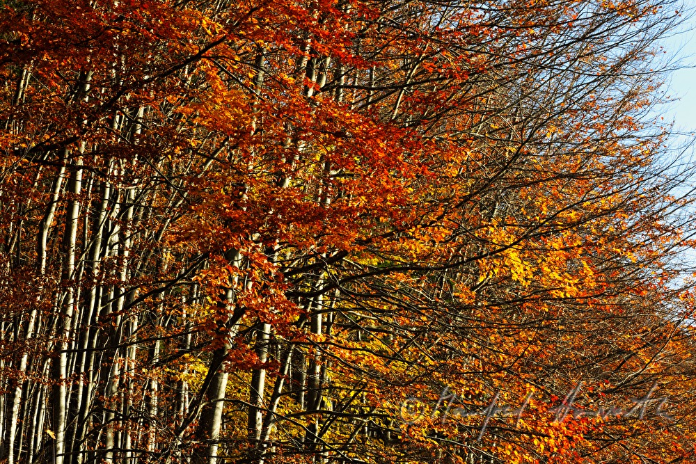 Laubwald in Herbstfarben