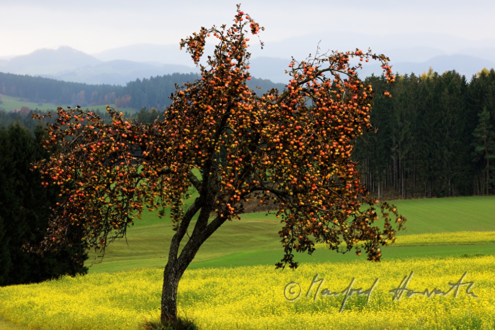 Apfelbaum voll mit Früchten