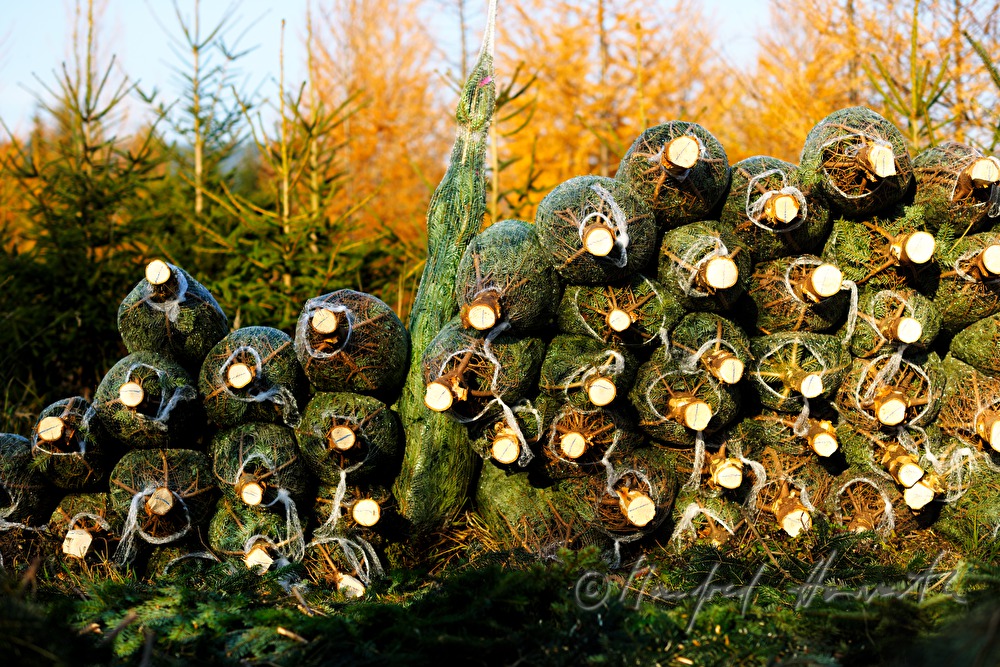 Christbaumhof Raith: Stapel von verpackten Christbäumen