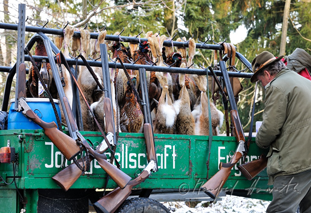 Wagen mit erlegtem Wild bei einer Treibjagd mit Feldhasen