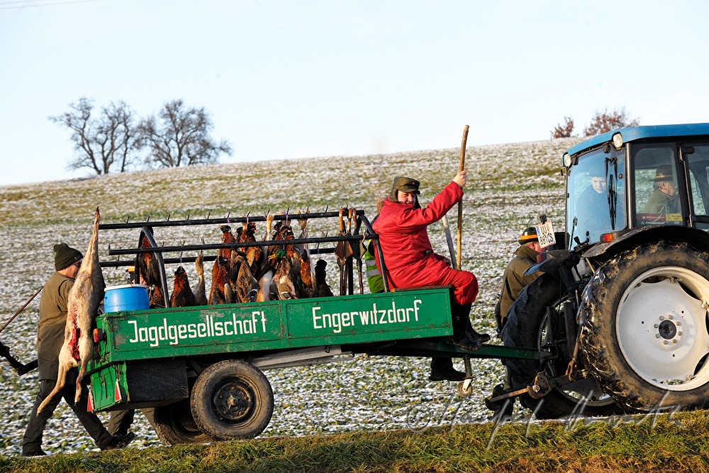 Wagen mit erlegtem Wild bei einer Treibjagd mit Feldhasen